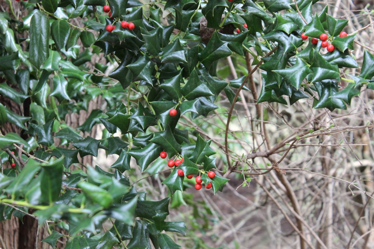 SanduskyHouse's tweet image. Some beautiful berries can be found on the grounds at #historicsandusky! Do you know what kind of plant these belong to?
#plants #gardening #horticulture #nature #spring