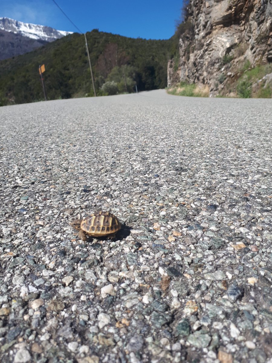 HanscotteDavid's tweet photo. #Venaco houuu de justesse, on va l' aider à traverser ce petit machin. 😊🐢🐢🐢 https://t.co/lhIPkj8oxB