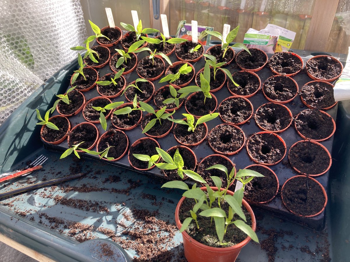 This morning’s job: pricking out chillies 🌶 #growyourown #gardening