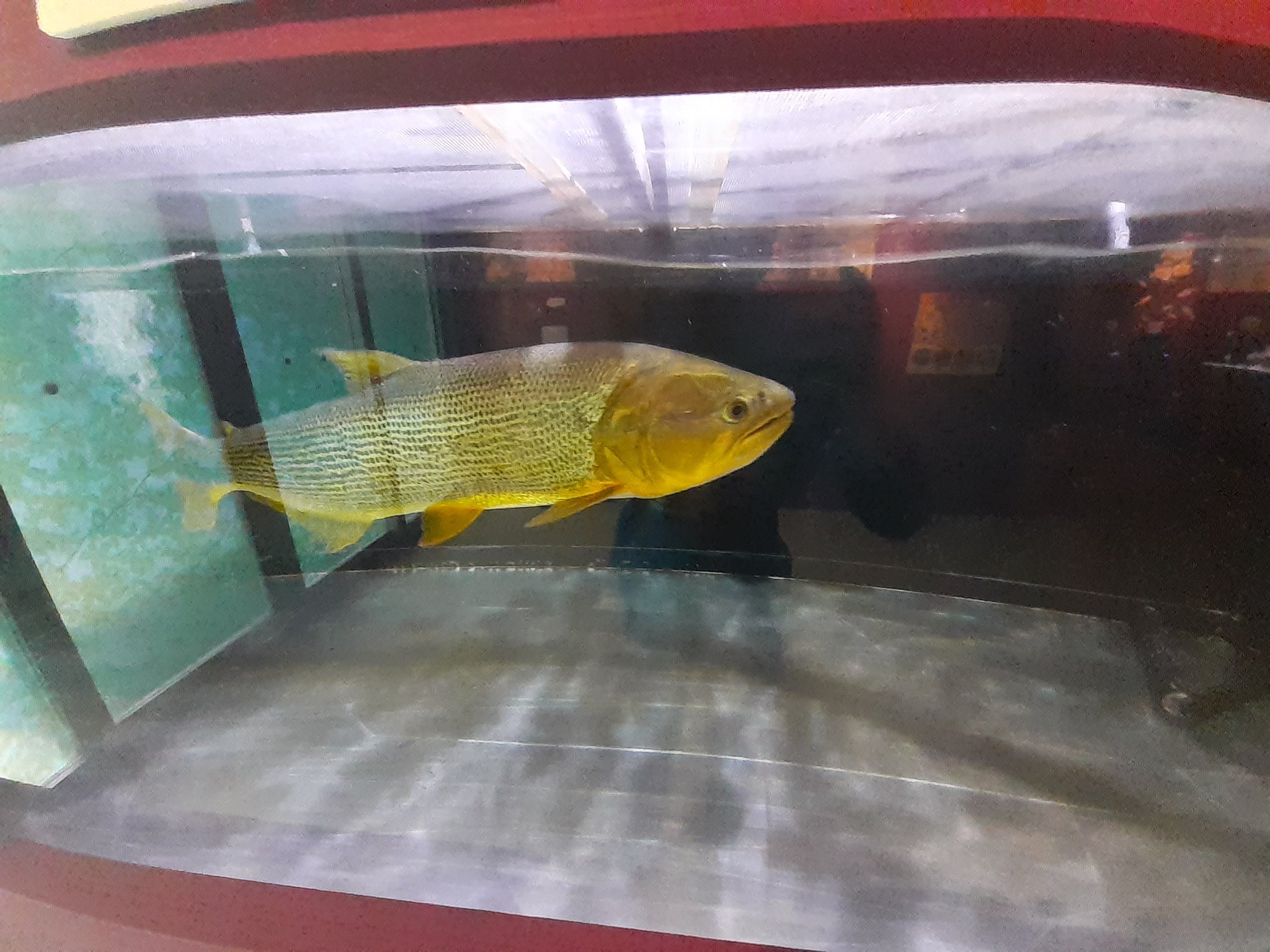 古代魚 Nvepmdrw2jdlyle Twitter