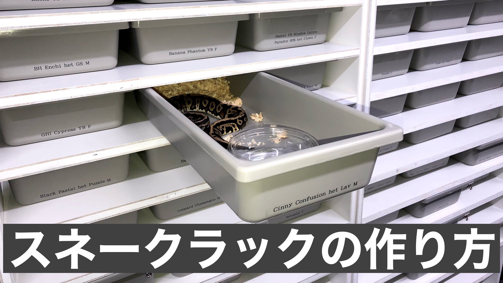 スネークラック タブ 10シリーズ