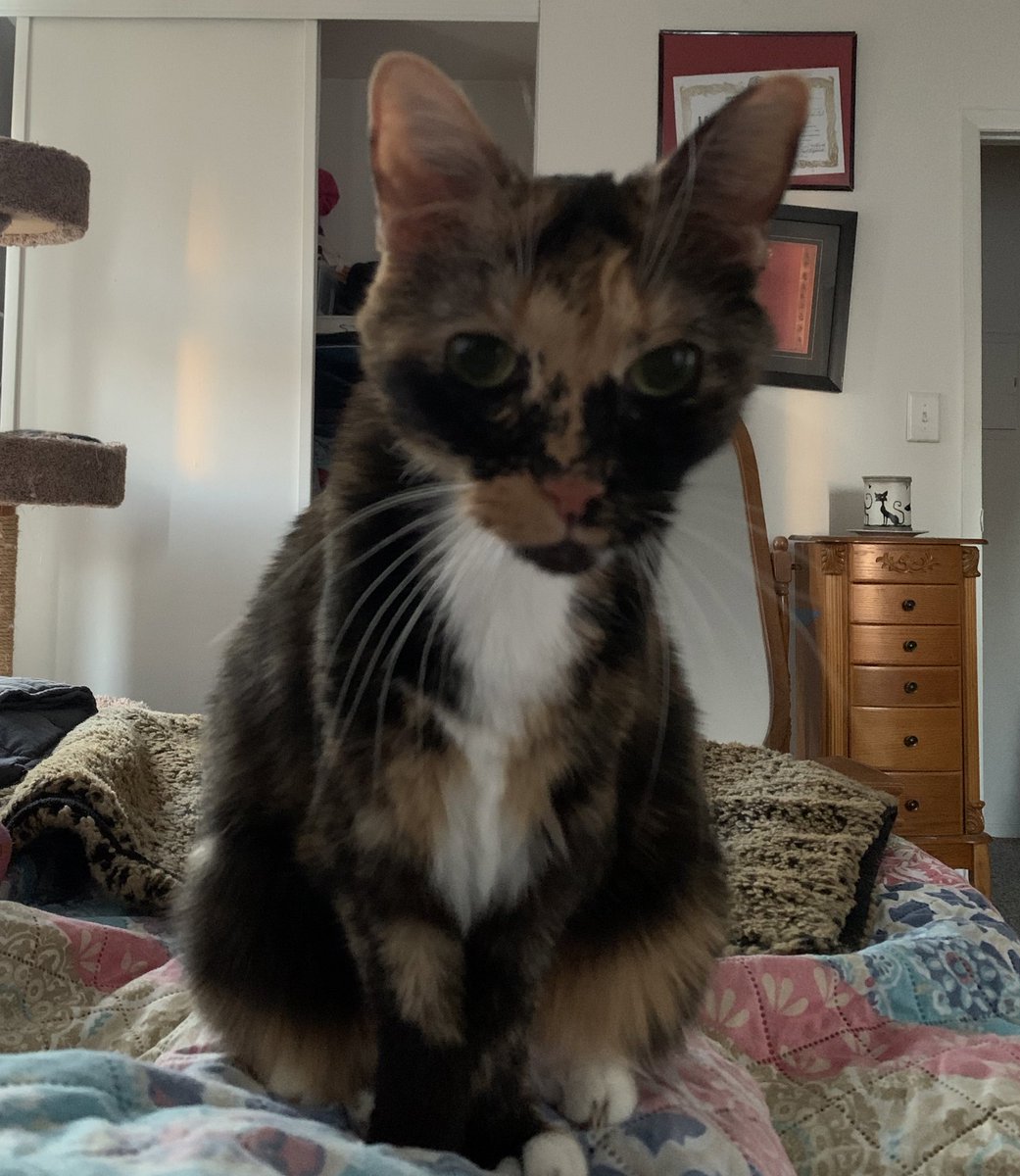 NecoDachi's tweet image. Ever wake up too early on a Saturday morning because you feel like you’re being watched? #catladyproblems