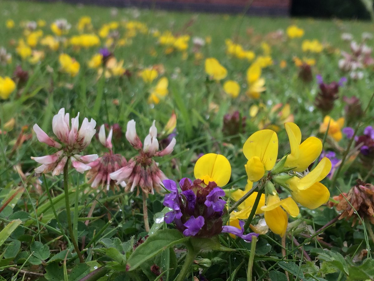Love_plants's tweet photo. "Lawn growers throw in the trowel as #meadows replace perfect stripes"
Ace @patrick_barkham piece for @guardian on increasing desire for wilder, shaggier lawns https://t.co/qHWozY0055 @DrTrevorDines @TheMontyDon
@RacheldeThame @GWandShows @BBCGQT #NoMowMay #EveryFlowerCounts https://t.co/6SCQWcmxBe