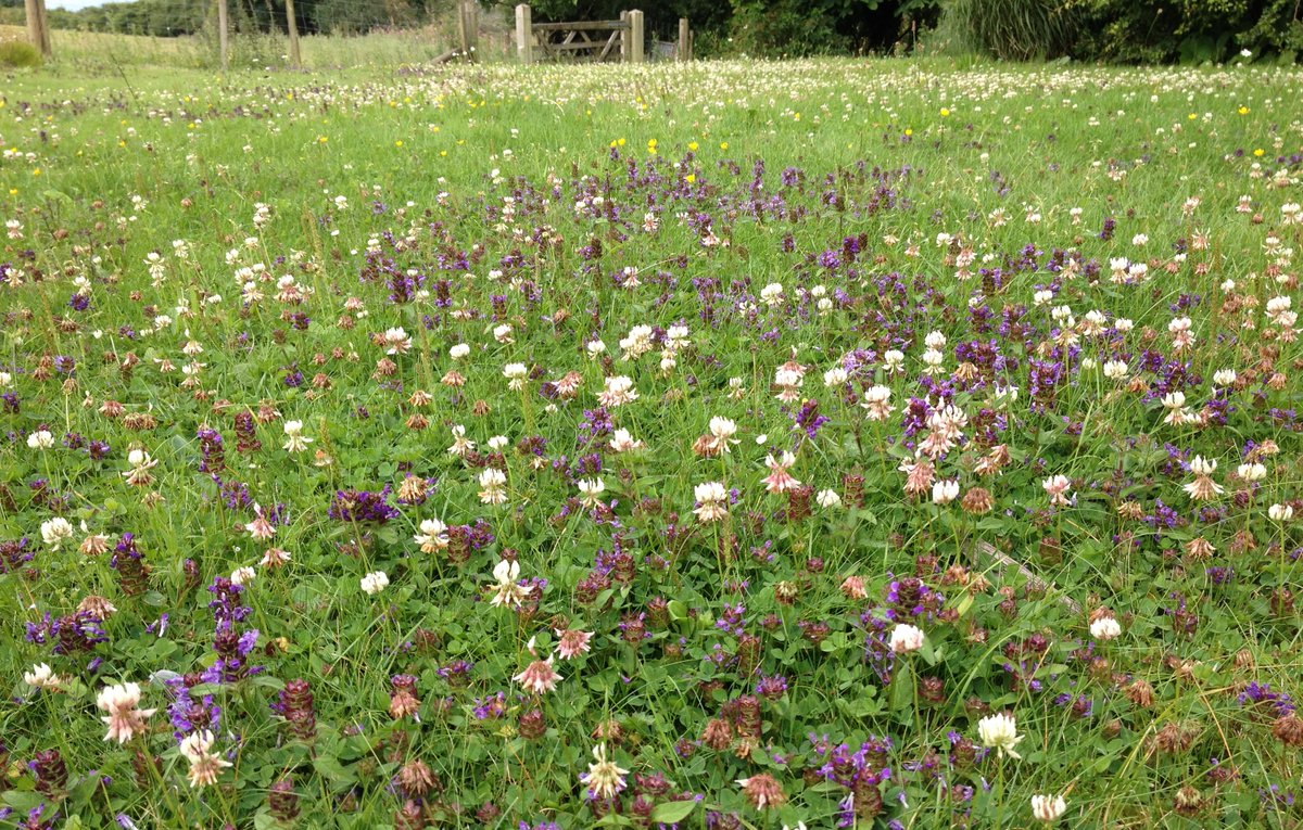Love_plants's tweet photo. "Lawn growers throw in the trowel as #meadows replace perfect stripes"
Ace @patrick_barkham piece for @guardian on increasing desire for wilder, shaggier lawns https://t.co/qHWozY0055 @DrTrevorDines @TheMontyDon
@RacheldeThame @GWandShows @BBCGQT #NoMowMay #EveryFlowerCounts https://t.co/6SCQWcmxBe