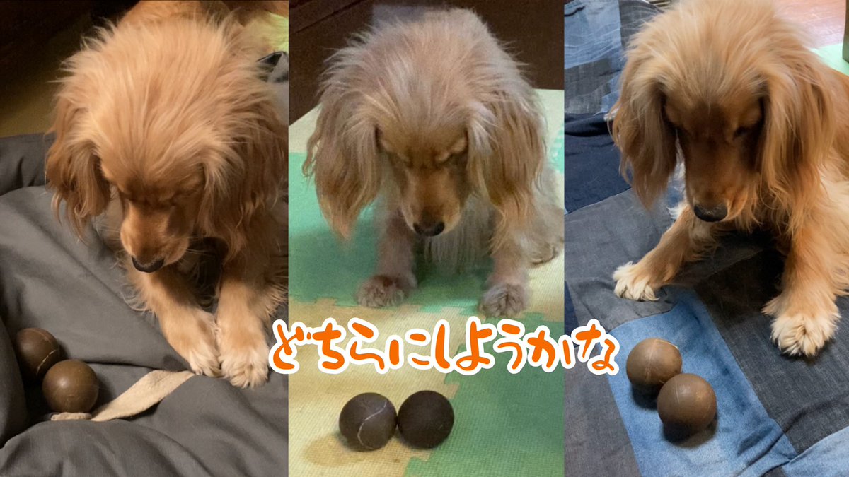 はちみつクレヨン Youtube 短い動画 犬の日常 Shorts どちらのボールにするか なかなか決められない ゴールデンレトリバーのミックス犬が可愛い T Co Ohsfjflb0e Youtubeより Youtube 犬 Dog ゴールデンレトリバー ゴールデンレトニエル はちみつクレヨン Youtube 短い動画 犬の日常 Shorts どちらのボールにするか なかなか決められない ゴールデンレトリバーのミックス犬が可愛い T Co Ohsfjflb0e Youtubeより Youtube 犬 Dog ゴールデンレトリバー ゴールデンレトニエル