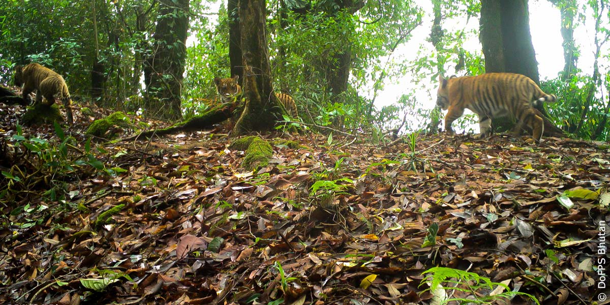 Great news! 

Camera traps in <a href="/WWFBhutan/">WWF-Bhutan</a> have spotted a tigress who hasn’t been seen for 7 years - this time she has 3 healthy cubs. 🐯 #Caturday