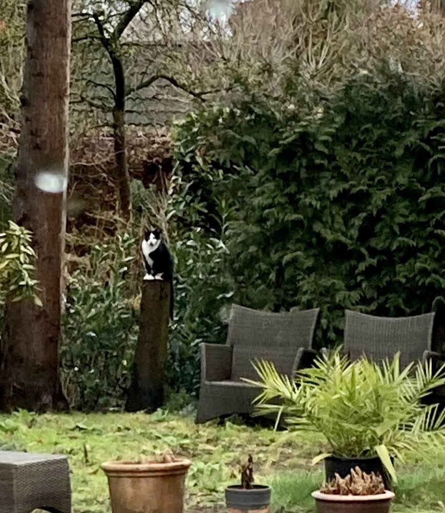 Felix in columna sedet et cogitat: ‘Carpe diem’. Les 1 van Latijn, ruim 30 jaar geleden <a href="/Zwijsencollege/">Zwijsen College</a>, maar vanmorgen live in de tuin.