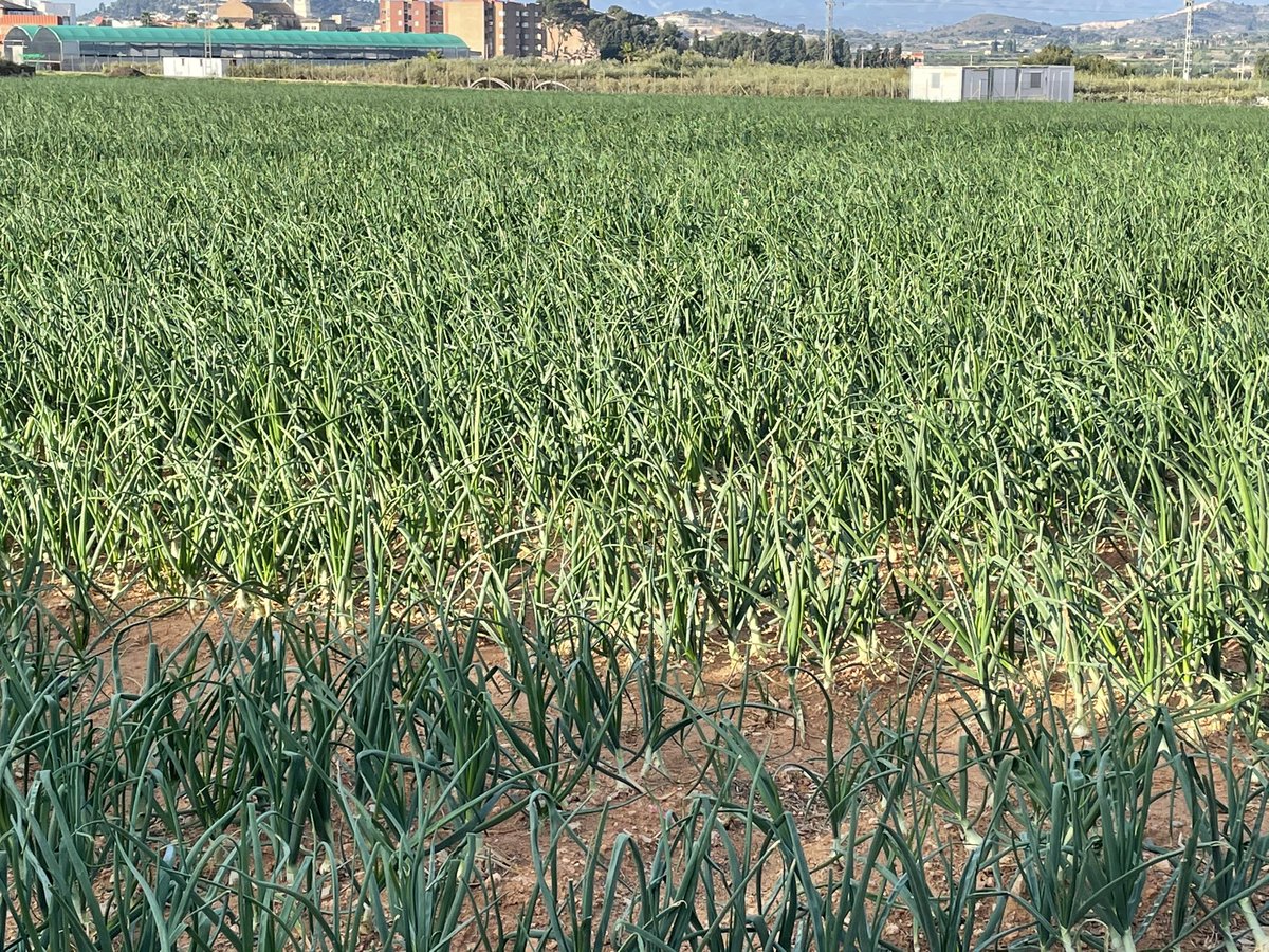 juanviperezaras's tweet photo. @agropopular desde #Benisano disfrutando con los #Agrotuiteros un sábado mas, viendo como evolucionan las cebollas 🧅 de mis buenos amigos de #NayDa #ComoUnTiro #SebesAPuntaPala #AgropopularLeche https://t.co/TjCIKcXAL5