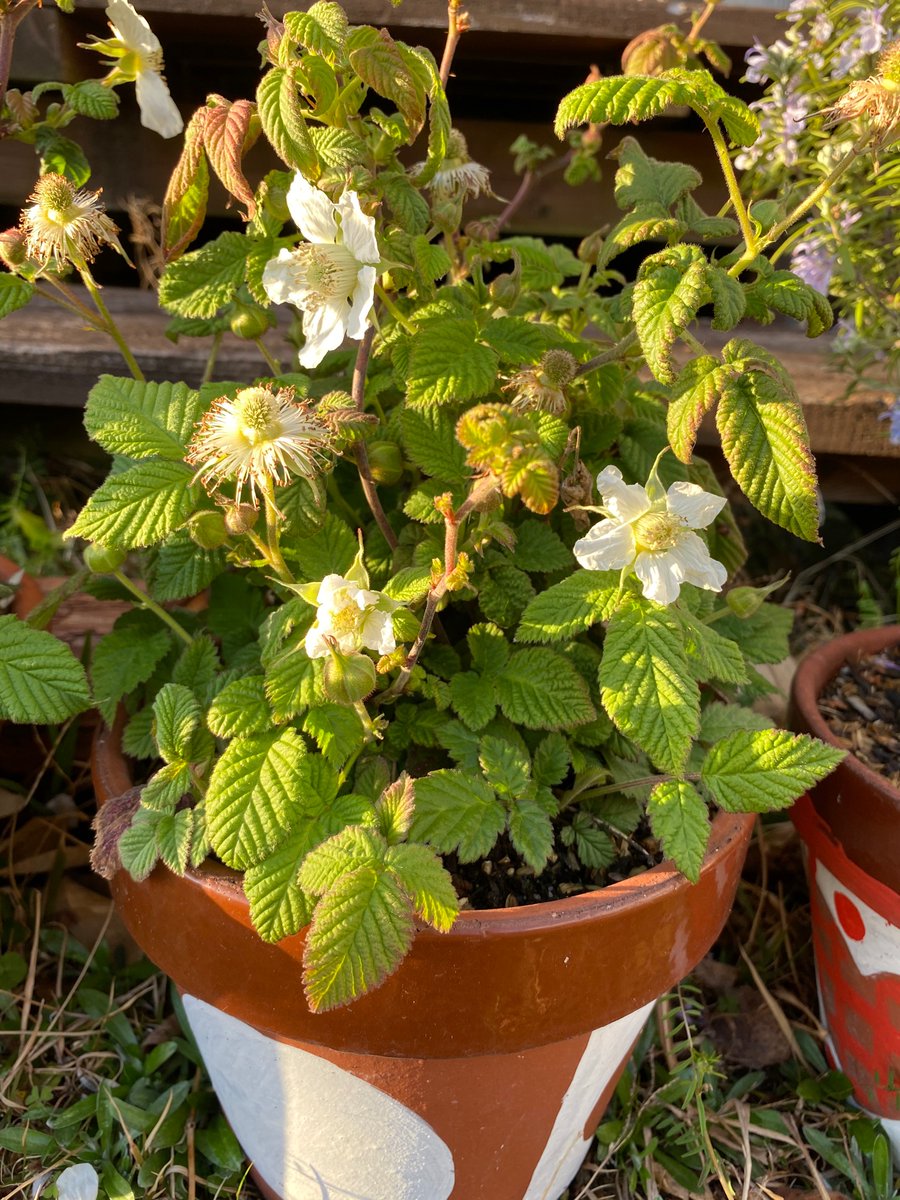 やとう はるか 去年の春先に挿木にして 鉢植えで育てている野苺 花が咲きました やとう はるか 去年の春先に挿木にして 鉢植えで育てている野苺 花が咲きました