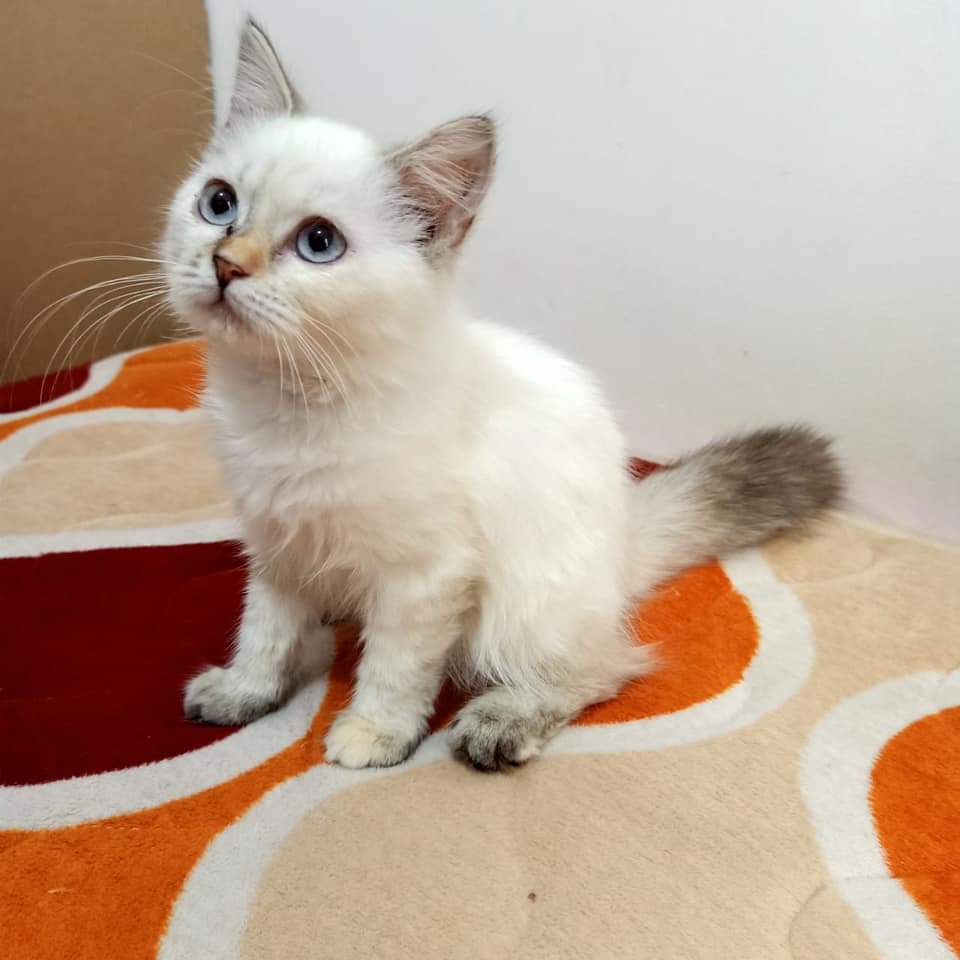 ilfijandrisno's tweet photo. Ready for Adopt
Persia Himalaya
2.5 bulan
Betina
Poop dna Pee di pasir.
#adopt #adopsi #adopsikucing #kitten #persia #himalaya #not4free #persiahimalaya #lepasadopsi #kucing https://t.co/T4h3qm9Cza