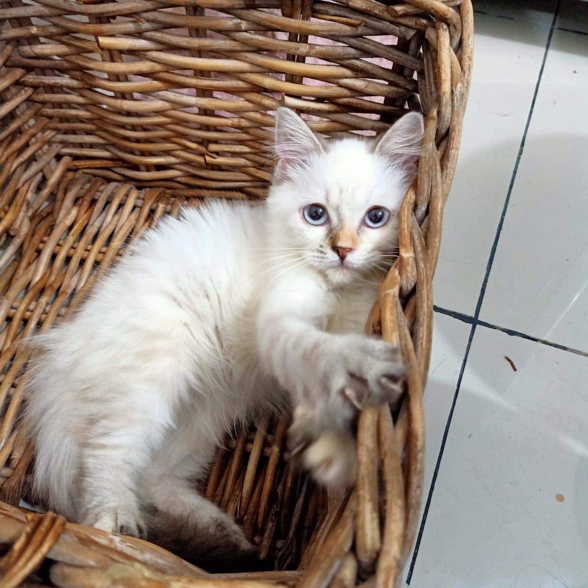 ilfijandrisno's tweet photo. Ready for Adopt
Persia Himalaya
2.5 bulan
Betina
Poop dna Pee di pasir.
#adopt #adopsi #adopsikucing #kitten #persia #himalaya #not4free #persiahimalaya #lepasadopsi #kucing https://t.co/T4h3qm9Cza