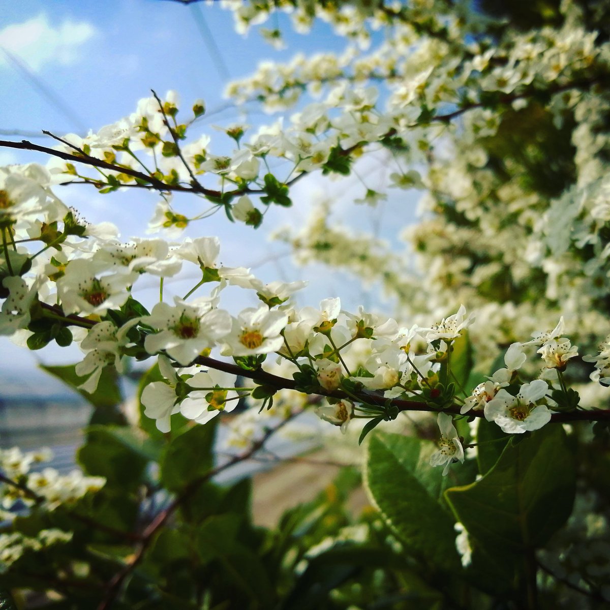 necoandhuku's tweet photo. 雪柳 Thunberg spirea (snow willow)
#ユキヤナギ #ゆきやなぎ #雪柳 #thunberg #spirea #snowwillow #willow #snow #whiteflowers #white #green #春の花 #庭いじり #gardening #ガーデニング #garden #asia #plants #plant #redtwig #はなすたぐらむ #flowerphotography #flowerstagram https://t.co/QrQDJAmNm2
