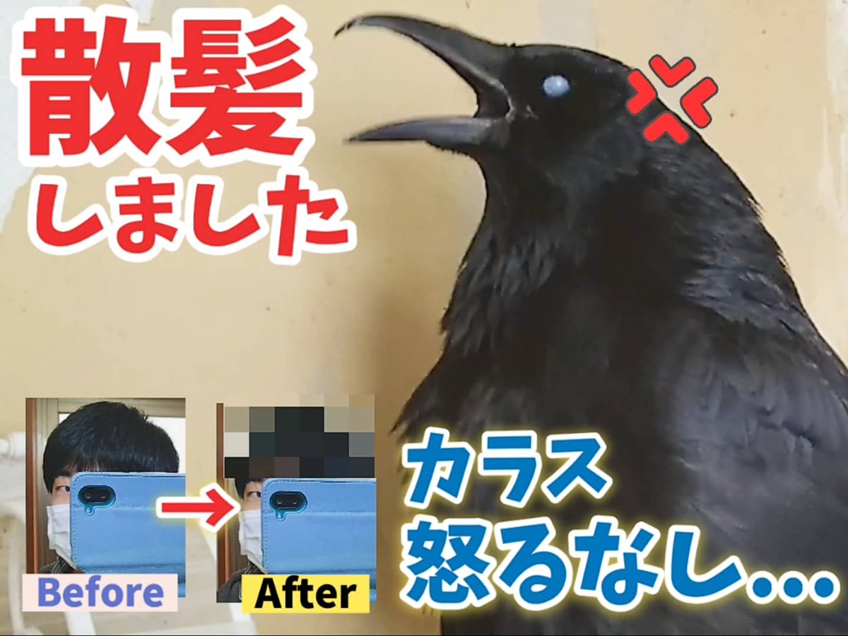 ペット記録チャンネル カラスのトリピー Fx5wv1quahpzkis Twitter