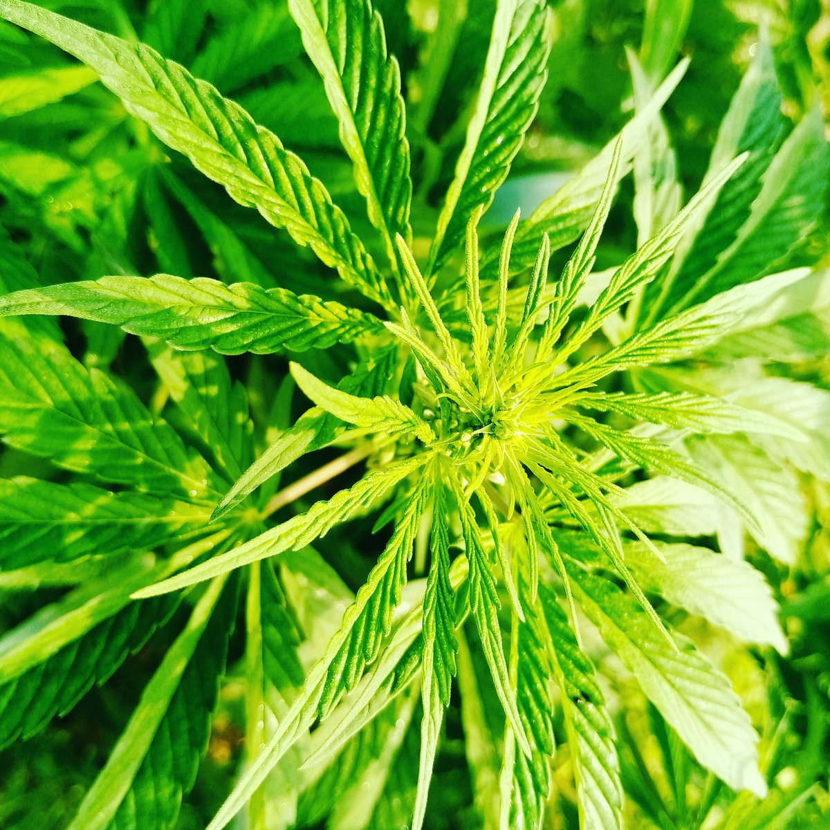 Junaid_S_Abbas's tweet photo. Hemp is of first necessity to the wealth and protection of the country.
Thomas Jefferson
#nature #power #jogging #so_high https://t.co/ml6CtE9uiL