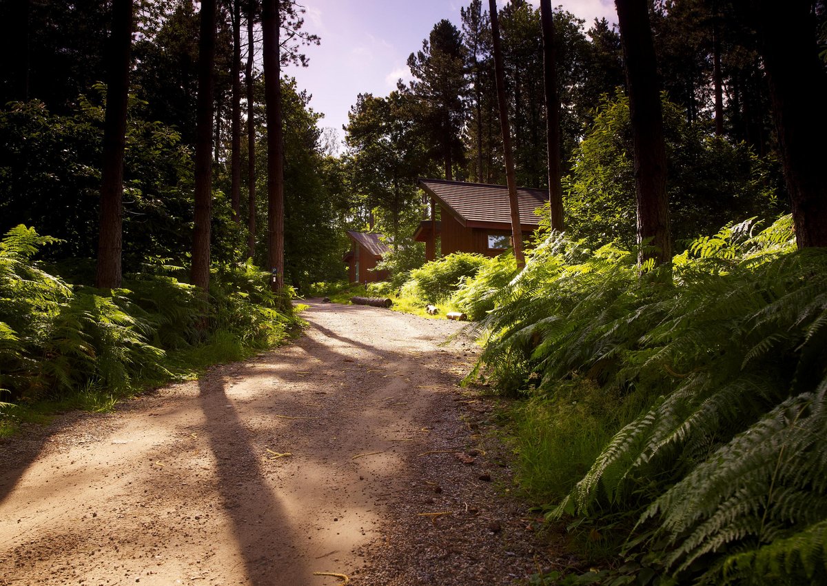 forestholidays's tweet photo. Relax in the embrace of Sherwood Forest’s peaceful pine scented #forest. 🥰🍃
#SherwoodForest #cabinbreak #nature https://t.co/5bNZ0DNzgA