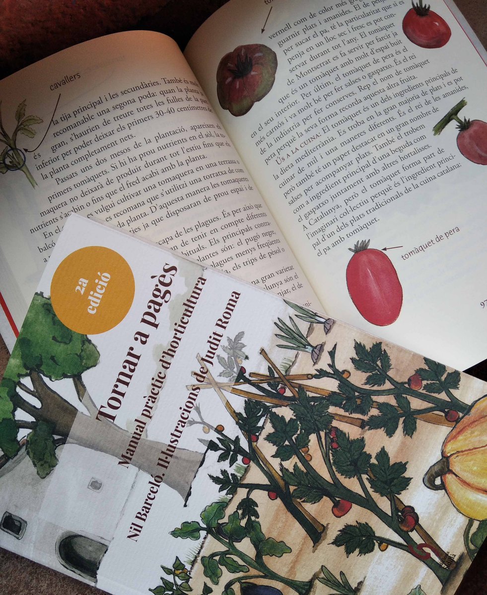 SidillaEdicions's tweet photo. "Passats uns 2 mesos d la plantació, apareixen els primers tomàquets. Si hi ha prou nutrients en el sòl, la tomaquera no deixarà d produir durant tot l'any". Ara q tornen #horts i #sembrats la 2a edició d Tornar a pagès, d Nil Barceló i @Itroma1 ja córrer
https://t.co/LWw9lrgLFQ https://t.co/dH5cedQkkf