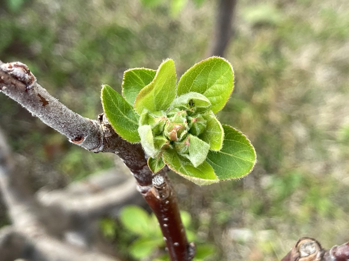 りんご育てと花が好き Es3b5i Twitter