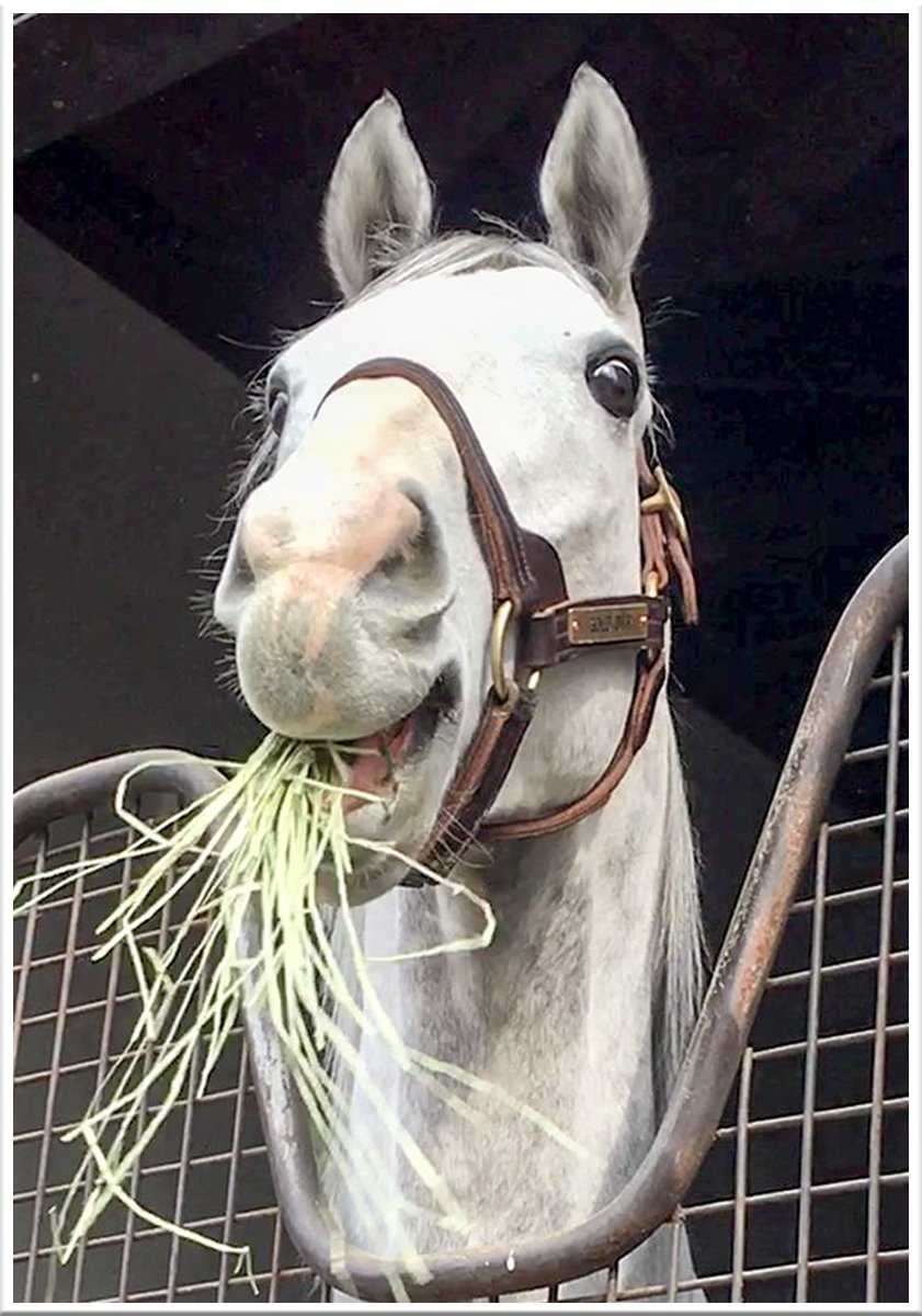 Jazz Jack على تويتر ゴールドシップ ウマ娘 ウマ娘プリティーダービー ゲームウマ娘 アニメウマ娘