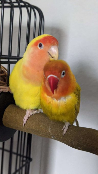 @robertpaul2010 Having lovebirds has taught me how amazing they are. https://t.co/Q9OrxlKOtr<a class="tags" target="_blank" title="On Twitter" href="/?out=eyJ0eXAiOiJKV1QiLCJhbGciOiJIUzUxMiJ9.eyJpYXQiOjE3MzAyOTg1MzEsImlzcyI6InR3cG9ybnN0YXJzLmNvbSIsIm5iZiI6MTczMDI5ODUzMSwiZXhwIjoxNzYxODM0NTMxLCJyZWRpcmVjdF91cmwiOiJodHRwczovL3R3aXR0ZXIuY29tL3JvYmVydHBhdWwyMDEwIn0.4UgZ7QBJpWOhwigyQWye0_Yhf4bhL62QNsru-f0Hj-knbu9jNr29EtIkAG00kuRqOc_znerHpPMbGHGla90e_w">@robertpaul2010</a><a href="/tag/mytwitteranniversary"class="tags"><span>#mytwitteranniversary</span></a>
