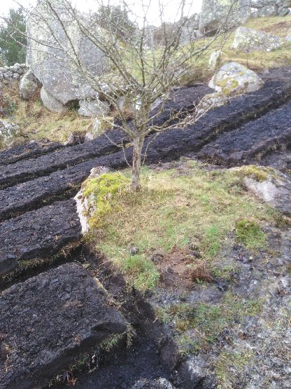Socrú, leasú agus na fatai curtha i Loch Con Aortha, agus meas i gcónaí ar an sceach gheal. 

Prep work done and the potatoes sown this Spring under Cnoc Mordán, the white thorn still respected. More vegetables will be sown later.