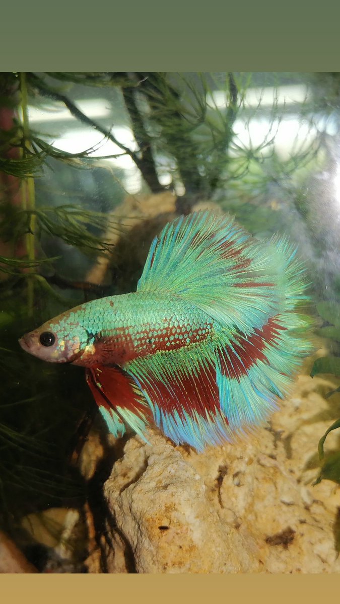 Sam's Aquarium (aquarium_sam) Twitter