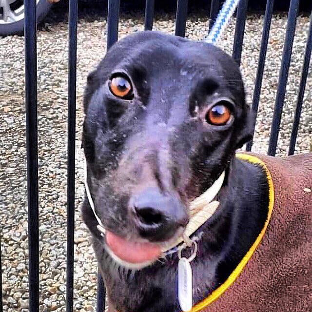 Retired Greyhounds Canterbury tweet media