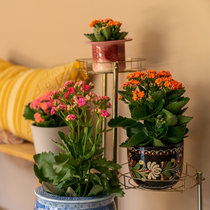 Kleurrijk weekend!💚💗🧡
#AlwaysKalanchoe #Kalanchoe #woestijnroos #AltijdKleurrijk #altijdMakkelijk #alwayscolourful #easycare #AltijdGezellig #vetplant #vetplantmetbloemen #potbloeier