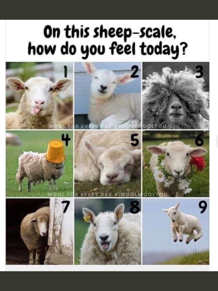 janebarton63's tweet photo. How about this for our weekly &amp; meeting check ins?@R_Evans_ @evansjo_jo @BPDFFS @Bulmer4Richard @jcpud @emfinnwes 🤣🤣🤣 https://t.co/qU46GScWHT
