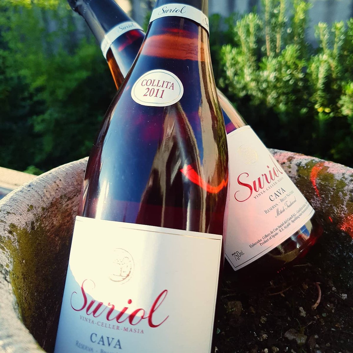 cuinetescapicua's tweet photo. Voleu una ampolla aquest magnífic cava ecològic de @cansuriol? Un rosat 2011 amb una bombolla ben integrada i q us acompanyarà durant tot l'àpat! 🥳

Doncs feu una comanda superior a 30€ aquest vespre i serà tota vostra!!! 👏

Per emportar o a casa vostra amb @rapidicalent! https://t.co/weT6QwzmPd