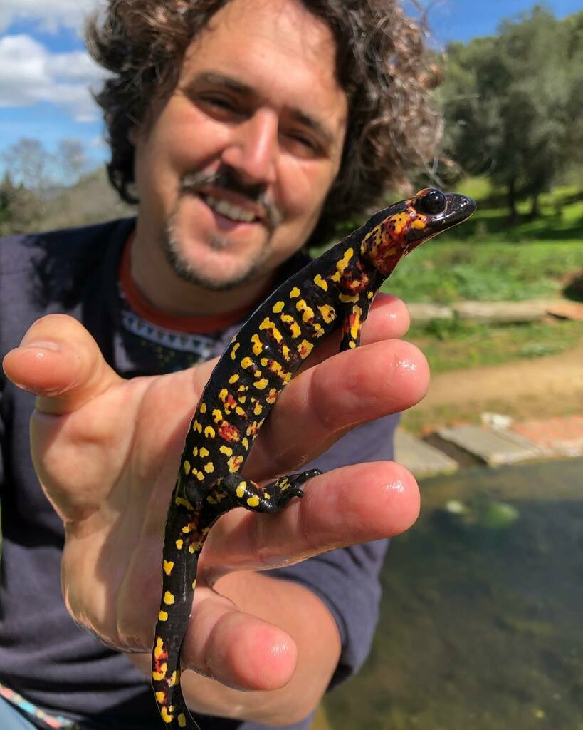 eco2drew's tweet photo. Filming salamanders with our BOALVET partner Alvaro Fernandez Blanco and #soyjesusquintano,  and typically in the last moments we come across an indigenous Salamander Morenica, only found here in the #sierramorenadesevilla  #andalucia https://t.co/7H2EfSgOmF https://t.co/Pii6h5AgOK