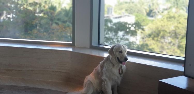 ParkHyattChenn's tweet photo. Never leave home again without your furry best friend. Our #PetFriendly rooms are spacious for you both to relax and enjoy a staycation together.  📸 @khusboothacker #PetFriendlyHotel #Staycation #ParkHyattChennai https://t.co/zHxSYLxRok
