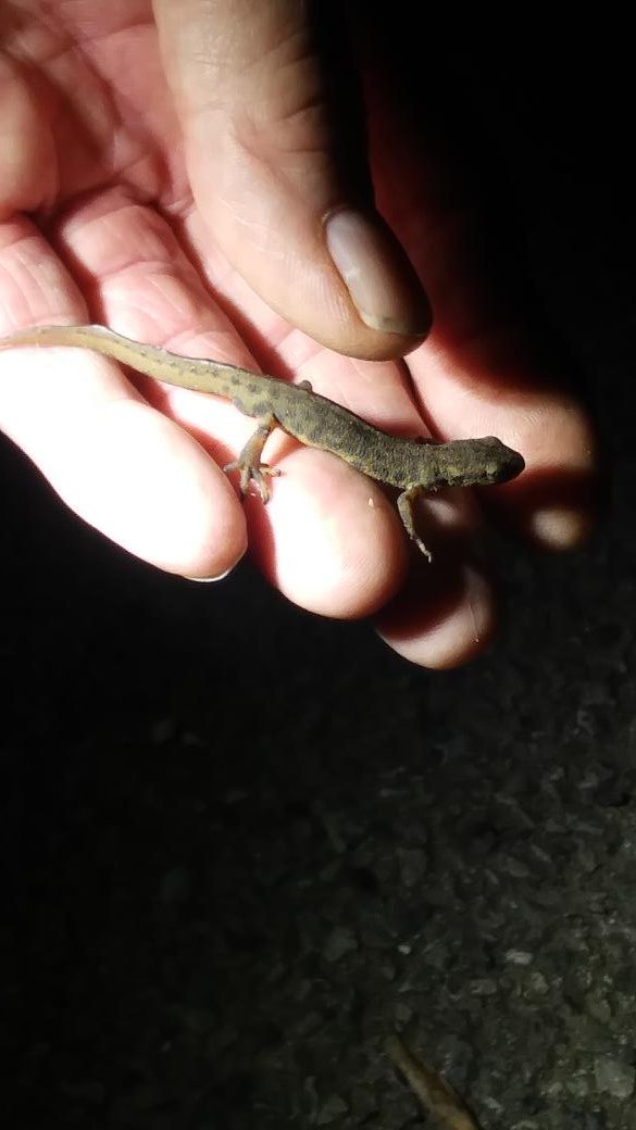 harriet_day's tweet photo. What a fab night! #Toad #patrolling, came across this lovely #newt on the road @froglifers @WildSheffield https://t.co/Z4ujcmHYF2