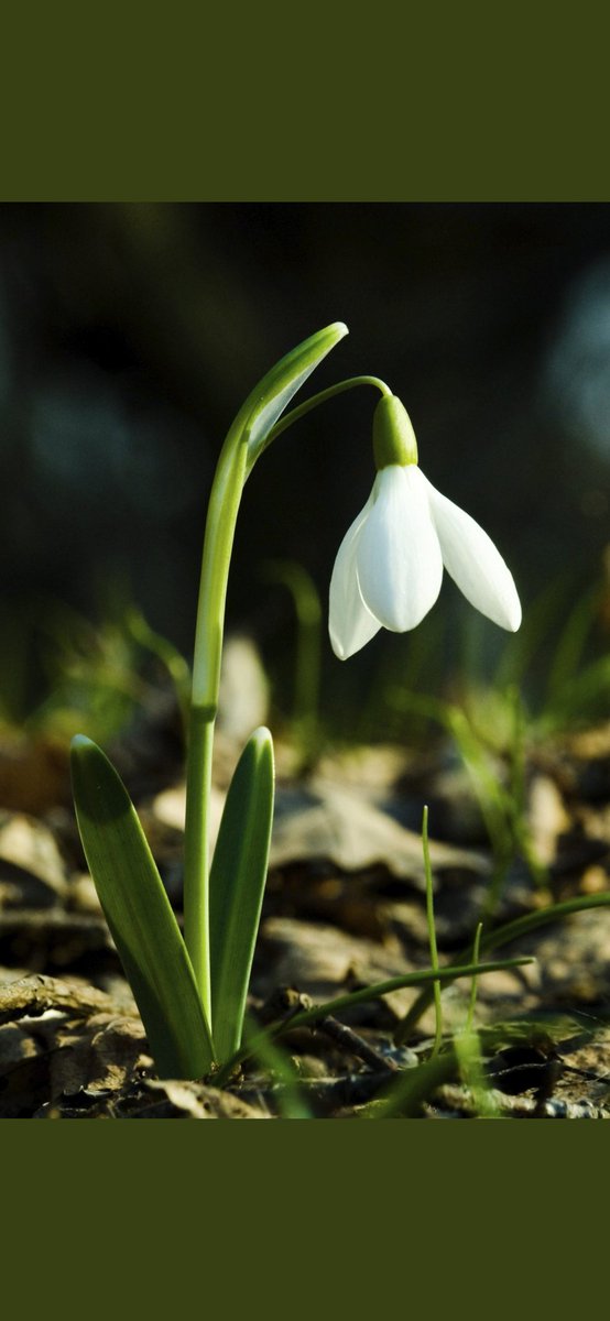 With deep sorrow #WeRemember 16precious 5yr olds&amp;their #teacher, horrifically murdered in their beautiful #Dunblane #primary #school #25years ago.
After their brave #Parents campaign
#UK #schools &amp; #gun laws now amongst safest in world. We pray for them all today &amp; always. RIP.