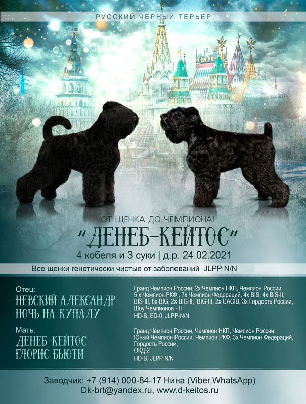 DenebKeitos's tweet photo. В нашем питомнике "Денеб-Кейтос" (https://t.co/V7HM1uSaRh) 24 февраля 2021г родился долгожданный помет щенков породы Русский Черный Терьер 
Нина +7-914-000-84-17 (Viber, WhatsApp)
e-mail : dk-brt@yandex.ru https://t.co/kkllkiNXAC