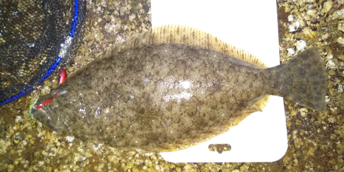 あかね そういう時は 呼んでくれなきゃ笑 あの場所だと 今日の風はヤバそうだけど 大丈夫だった ネームに関しては 期間限定 気付いたの しぶれくんが１号です