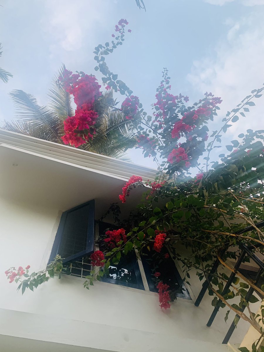 jebsispar's tweet photo. 🏡 🏡 🏡 Bougainvillea 
#bougainvillea 
#home 
#garden 
#twitter #jebinjohny #jebsispar #jebsisparbyjebinjohny #nadamkandathil #jesney #jaini #juslet #johny https://t.co/NqbwynrXkR