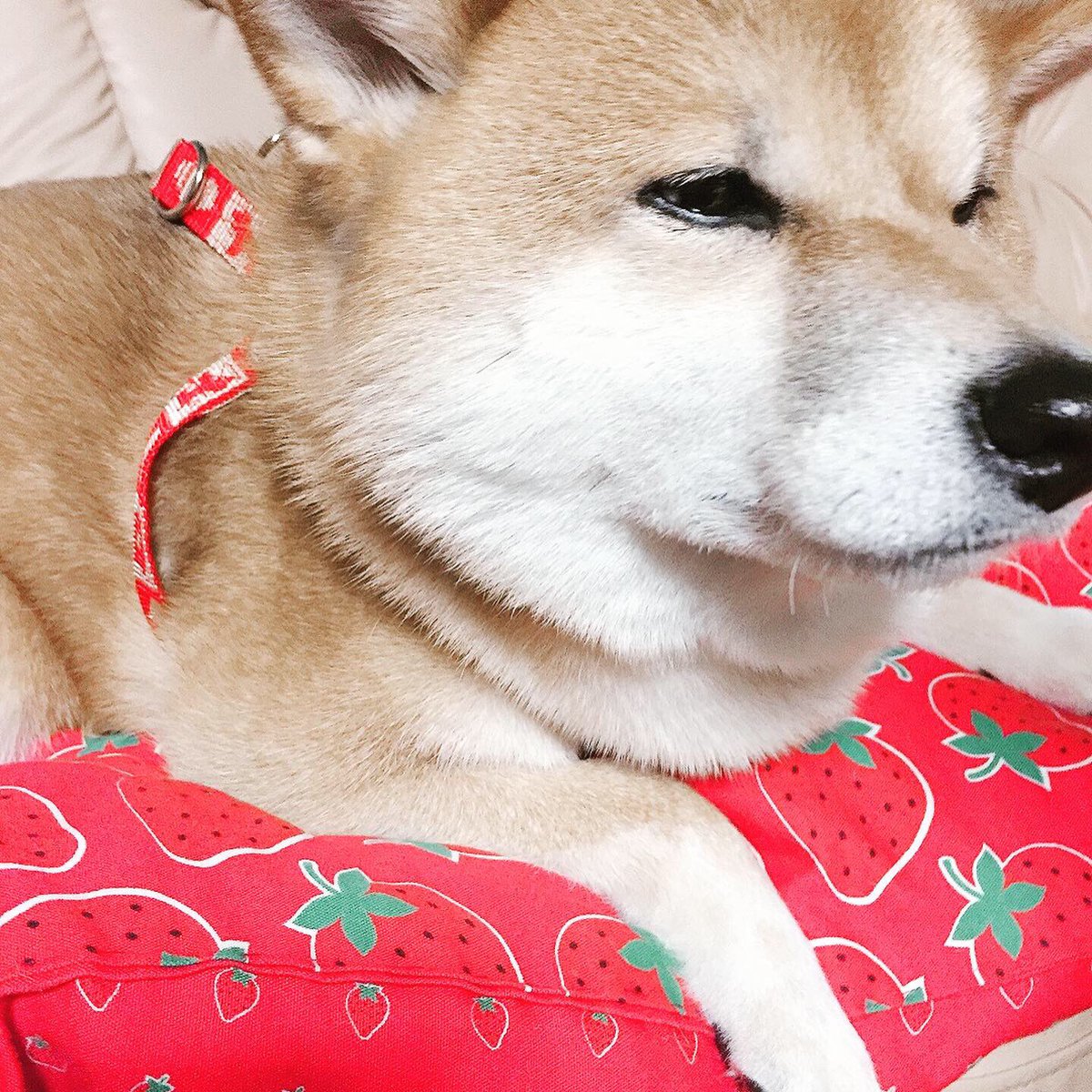Ayuayu 柴犬ユノくん 春だから新しいハーネス ユノに幸あれ 柴犬 Shibainu ユノ