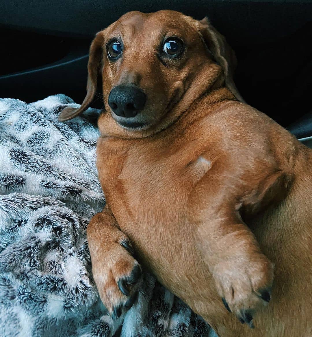 The face of a professional treat manipulator 🥺🐶

#dachshund #dachshundsofinstagram #doxie #sausagedog #dachshundoftheday #sausagedogcentral #dachshundlove #minidachshund #wienerdog #miniaturedachshund #dachshunds #doxielove #teckel #weinerdog #ダックス