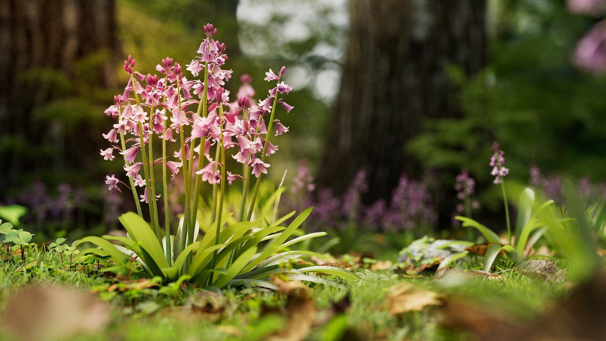 CgSuperb's tweet photo. This is a set of bluebell models with 35 shapes and two levels of detail—middle poly and low poly, made by #Blender 2.81 and #Cycles Renderer, supporting the near focus. 
https://t.co/GaTZWdVwGn
#lawn #garden #park #nature #plant #weed #wildflower #greening #forest #superbcg https://t.co/CjnxZhBzAn