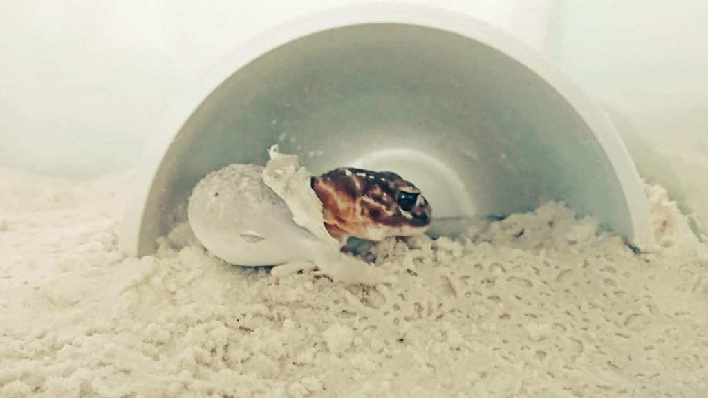 TV3DVAPI42aPr3R's tweet image. 脱皮頑張れ✊
かわいい😀
#ナメハダタマオヤモリ
#お腹ぷよぷよ