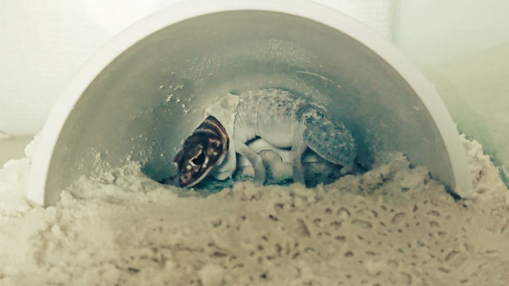 TV3DVAPI42aPr3R's tweet image. 脱皮頑張れ✊
かわいい😀
#ナメハダタマオヤモリ
#お腹ぷよぷよ