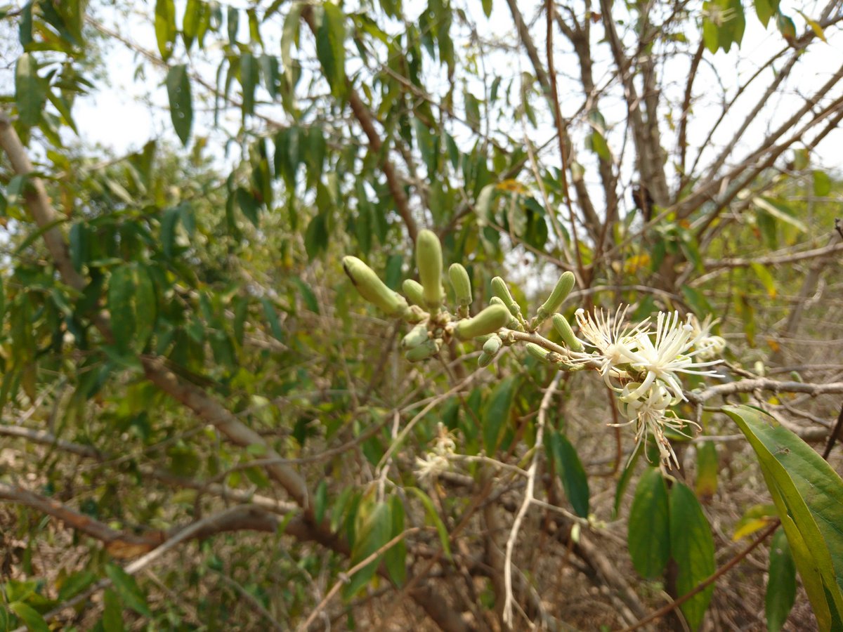 hasdeo_valley's tweet photo. These days air is different, Semal & Palash trees are laden with flowers, butterflies, birds, squirrels chasing their friends, busy bees are in hurry to collect the nectar and ants are too to take every sip, there's so much excitement all around.
@seasonwatch_in
#MagicInTheAir https://t.co/iqenkLMr7l