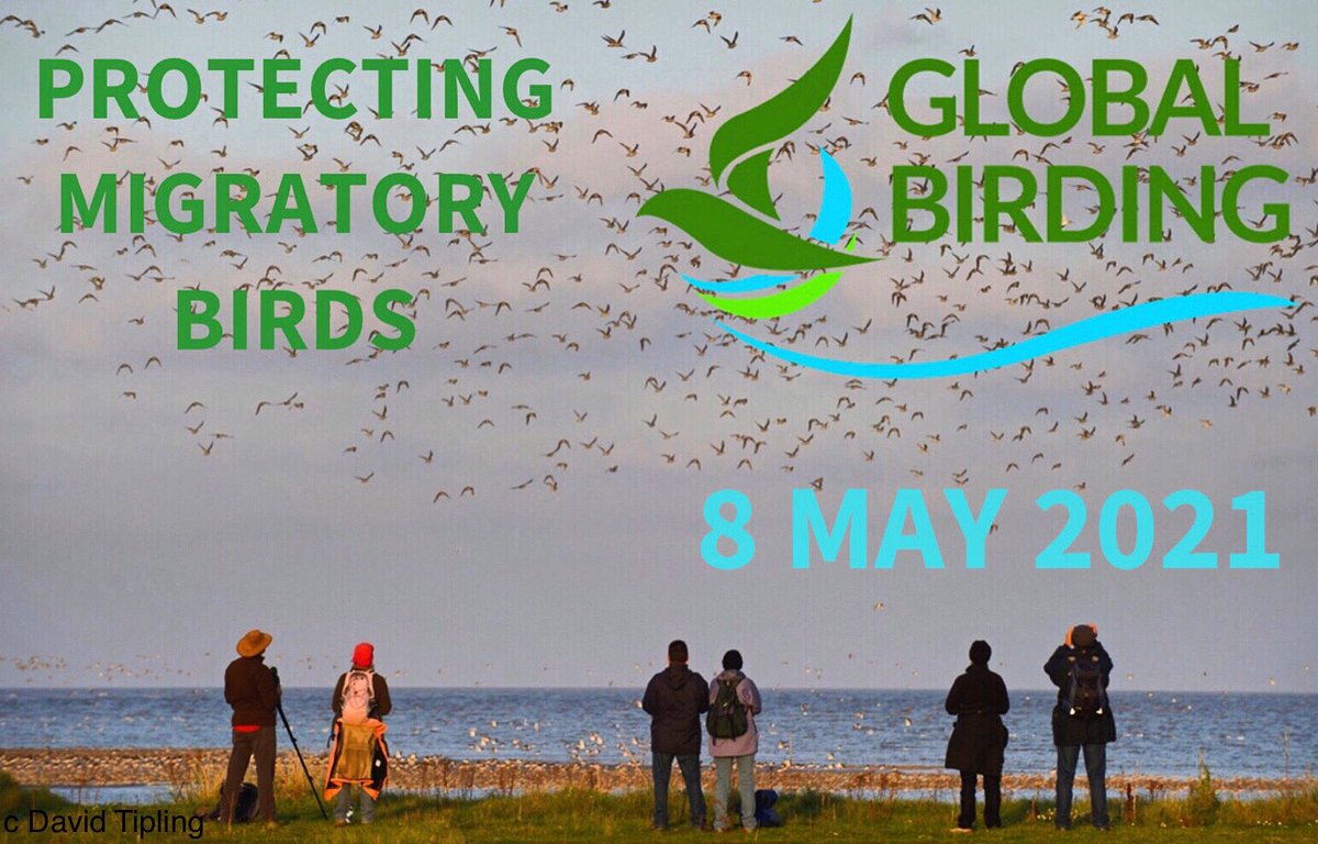 🌏🦆THE BIGGEST BIRDWATCHING EVENT IN THE WORLD HOPES TO GET EVEN BIGGER 🦩🌏 JOIN IN 🌍
Registration now open - get ready for 8 May!  globalbirding.org <a href="/BirdWatchingMag/">Bird Watching</a> <a href="/SwarovskiOptik/">SWAROVSKI OPTIK</a> <a href="/Britnatureguide/">The British Nature Guide</a> <a href="/BirdLife_News/">BirdLife International</a> <a href="/society_bird/">Andalucia Bird Society</a> <a href="/BirdLifeAfrica/">BirdLife Africa</a> <a href="/EbirdEspana/">eBird España</a> <a href="/RamsarConv/">Convention on Wetlands</a>