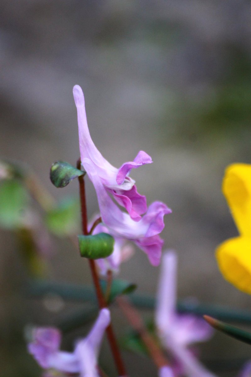 j11p43f's tweet photo. My second for #sixonsaturday is Corydalis caucasica! This genus contains about 470 species with a centre of diversity in China and the Himalayas.
#PlantsAreCool #Botany #KewAlpine #KewGardens https://t.co/eywFNmAVPK