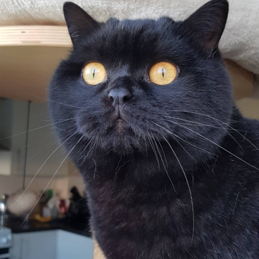 Its my birthday 🎂🥳 today I am 4 and will mostly be eating tuna 🎉🎊🎁🖤 #itsmybirthday