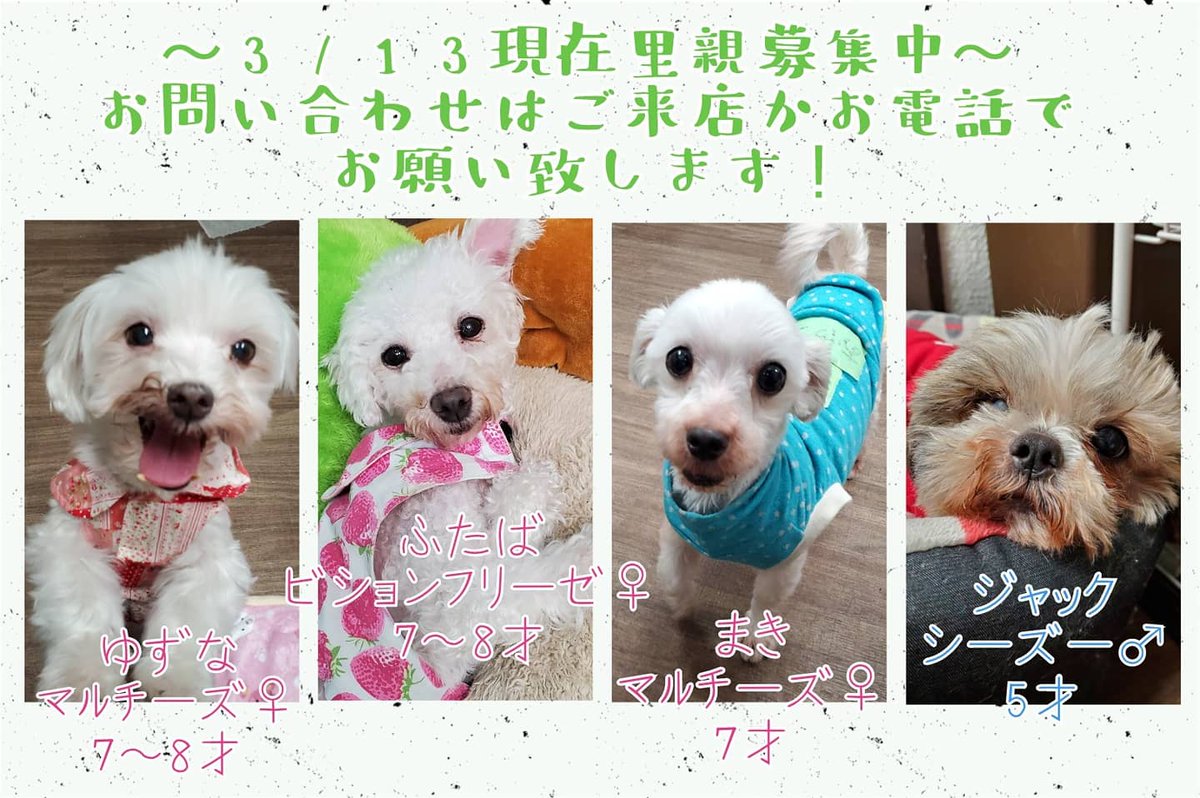 保護犬カフェ 立川店 3 13現在里親募集中の です ご質問お問い合わせはご来店かお電話でお願い致します 042 519 3452 みんなに少しでも早く家族が出来るよう 拡散のご協力をお願い致します 保護犬カフェ立川店 保護犬カフェ 保護犬 保護犬カフェ 立川店 3 13現在里親募集中の です ご質問お問い合わせはご来店かお電話でお願い致します 042 519 3452 みんなに少しでも早く家族が出来るよう 拡散のご協力をお願い致します 保護犬カフェ立川店 保護犬カフェ 保護犬