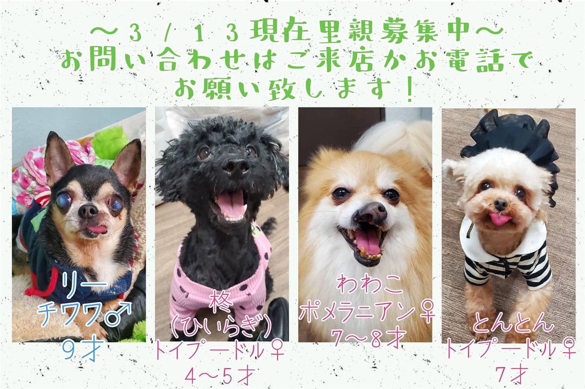 保護犬カフェ 立川店 3 13現在里親募集中の です ご質問お問い合わせはご来店かお電話でお願い致します 042 519 3452 みんなに少しでも早く家族が出来るよう 拡散のご協力をお願い致します 保護犬カフェ立川店 保護犬カフェ 保護犬 保護犬カフェ 立川店 3 13現在里親募集中の です ご質問お問い合わせはご来店かお電話でお願い致します 042 519 3452 みんなに少しでも早く家族が出来るよう 拡散のご協力をお願い致します 保護犬カフェ立川店 保護犬カフェ 保護犬