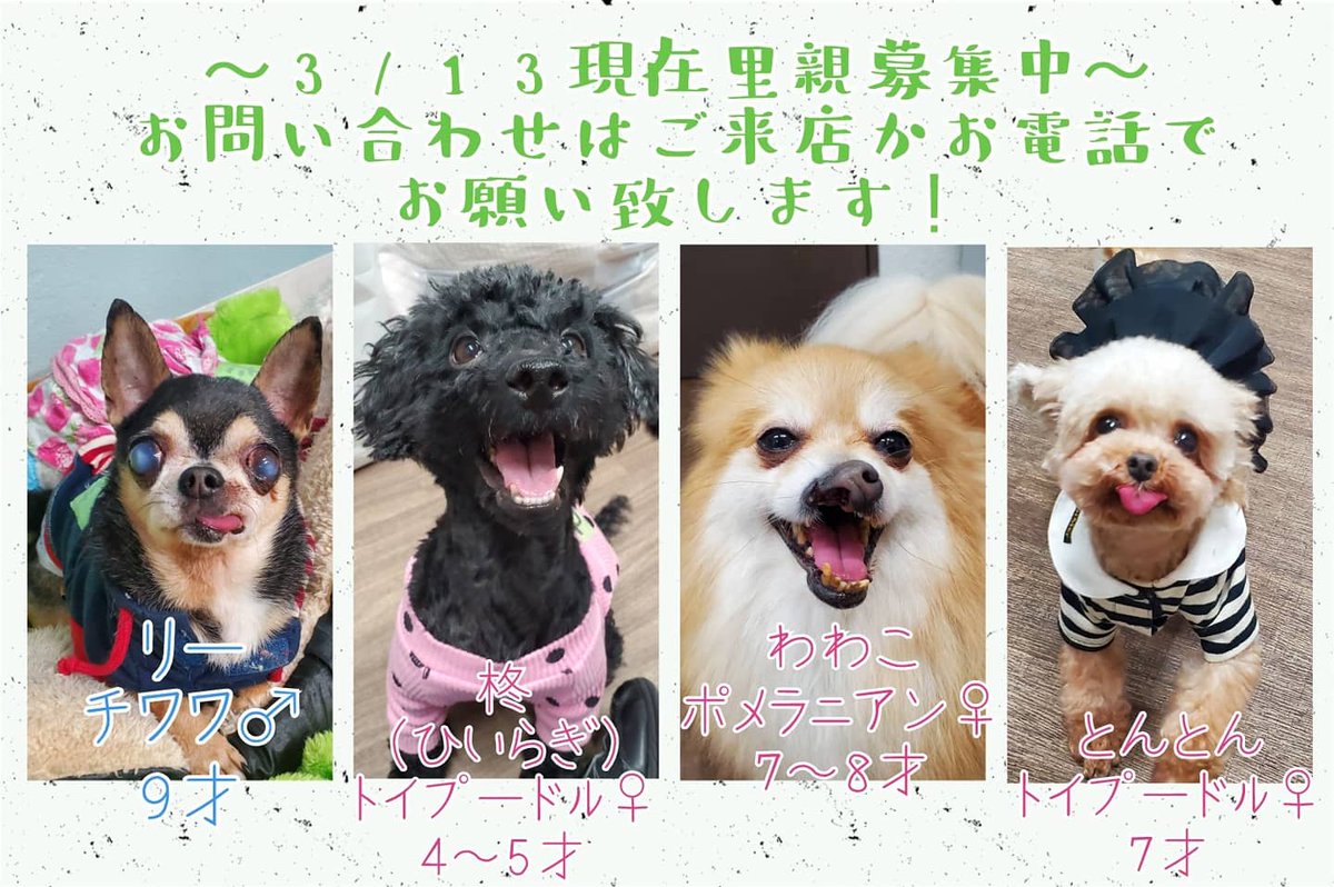 保護犬カフェ 立川店 3 13現在里親募集中の です ご質問お問い合わせはご来店かお電話でお願い致します 042 519 3452 みんなに少しでも早く家族が出来るよう 拡散のご協力をお願い致します 保護犬カフェ立川店 保護犬カフェ 保護犬