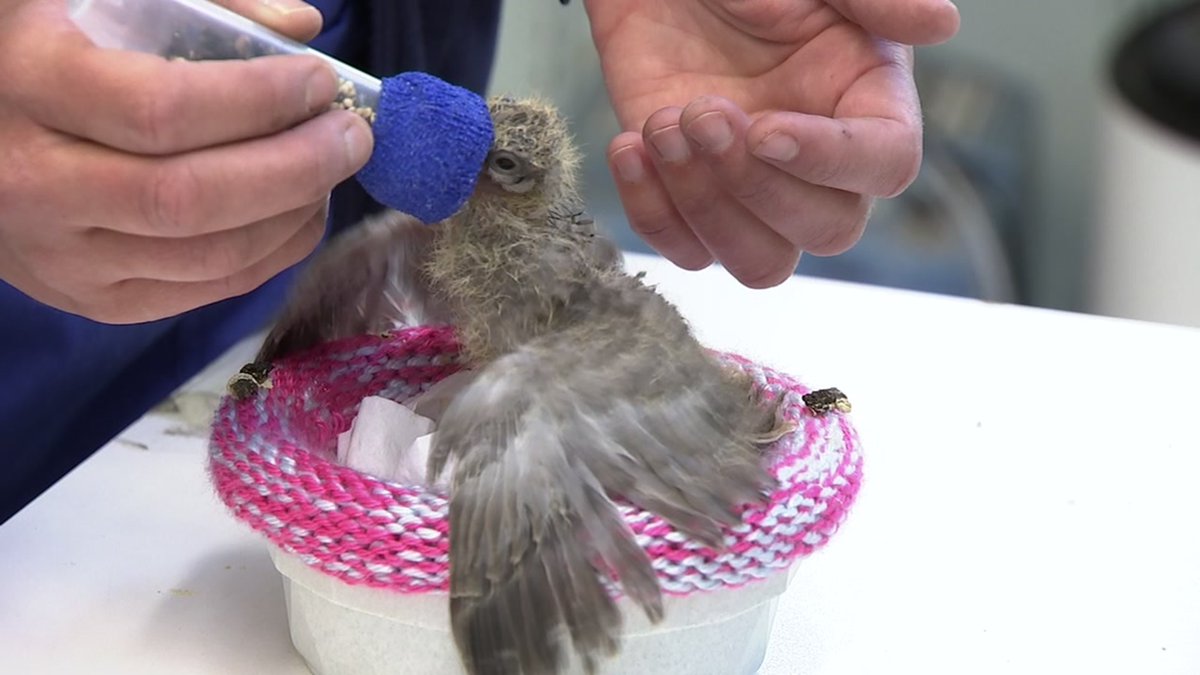 Abc7 News Wildlife Experts Are Urging The Public To Remove Bird Feeders Due To Large Salmonella Outbreak Among Songbirds T Co Vsdxv6gqqt T Co Yjaygavk6u