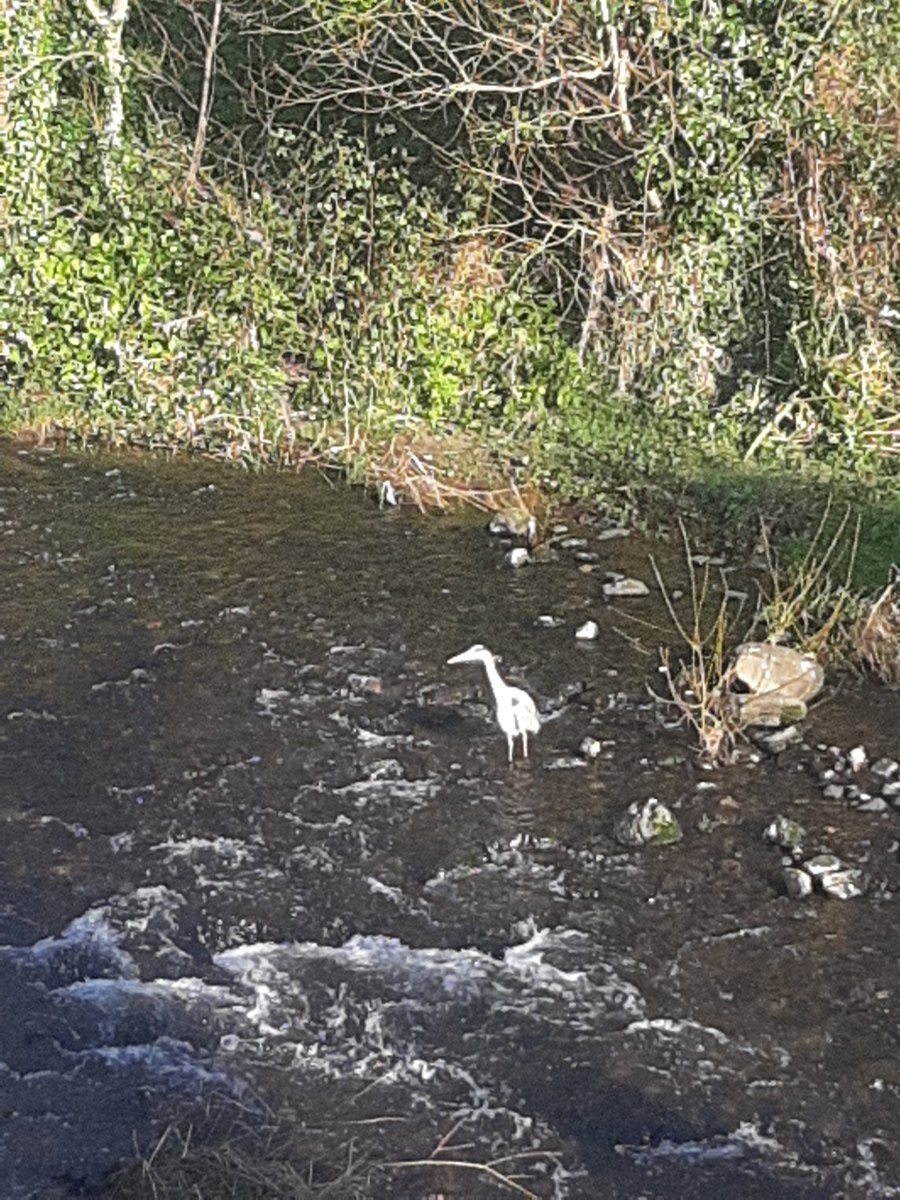 MaeveMcMahon's tweet photo. #day72 .... I can't get the words of this song out of my head "it's a new dawn, it's a new day, it's a new life ....and I'm feelin good" #thedodder #brighterdaysahead #100daysofwalking @100DaysOfWalkin @NTBreakfast https://t.co/OUjmAbH4SP